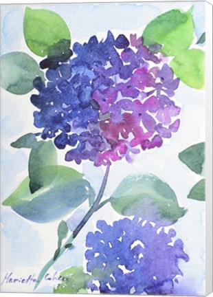 Framed Watercolor Hortensia 1 Print