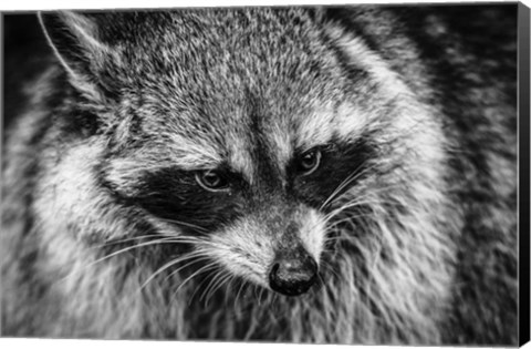 Framed Raccoon - Black &amp; White Print