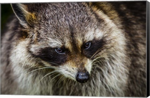 Framed Raccoon Print