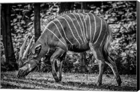 Framed Deer - Black &amp; White Print