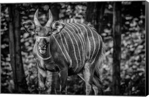 Framed Deer II - Black &amp; White Print