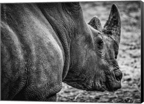 Framed Rhino - Black &amp; White Print