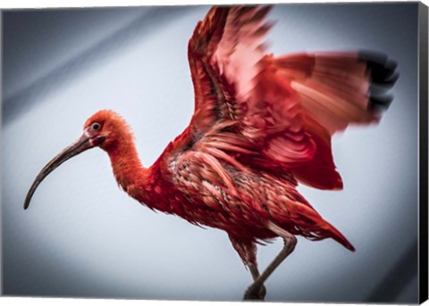 Framed Red Bird II Print