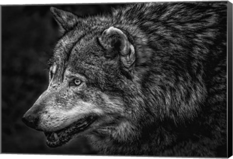 Framed Lone Wolf - Black &amp; White Print