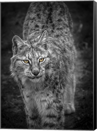 Framed Young Lynx Looking Up - Black &amp; White Print