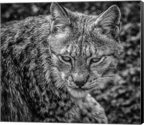 Framed Lynx II - Black &amp; White Print