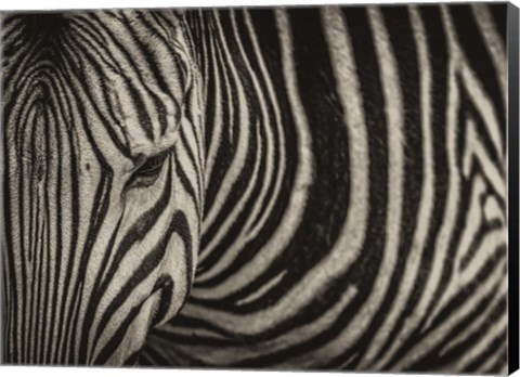 Framed Zebra Sepia Print