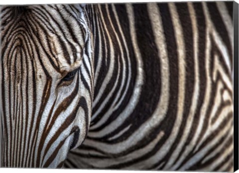 Framed Zebra Print