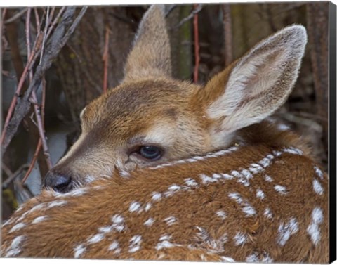 Framed Mule Deer Fawn Print