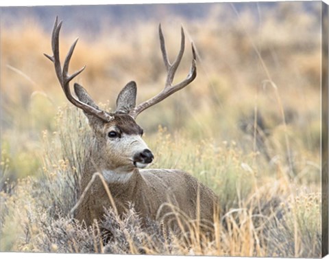 Framed Mule Deer Buck Print