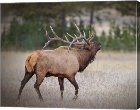 Framed Bull Elk Print