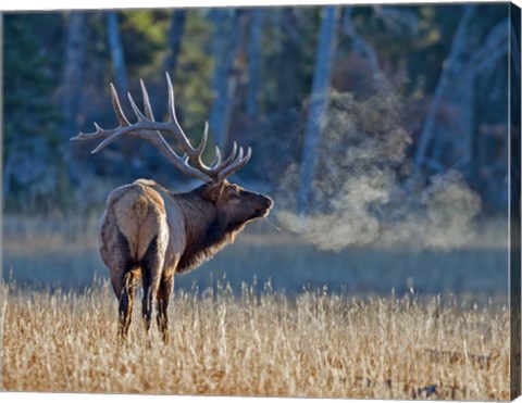 Framed Bull elk Print