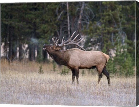 Framed Bull Elk Bugling Print