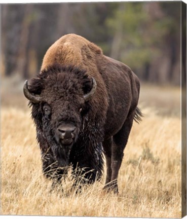 Framed Bull Bison Print