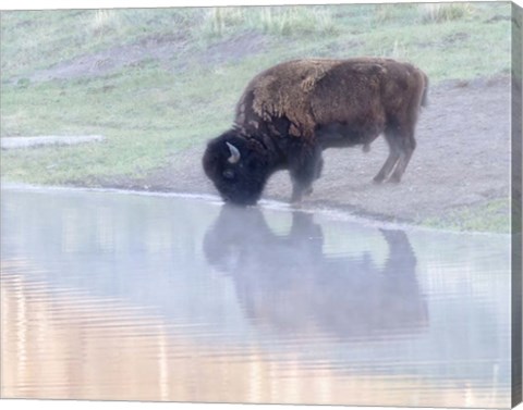 Framed Bison Print