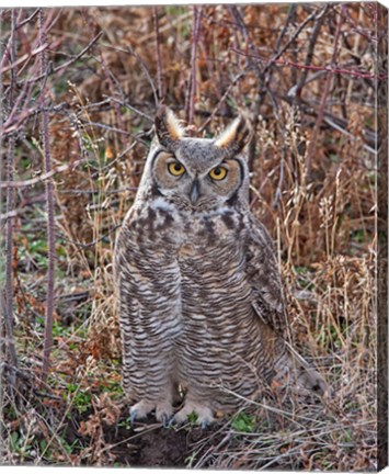 Framed Great Horned Owl Print