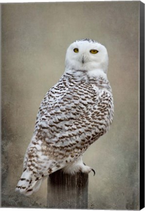 Framed Snowy Owl Print