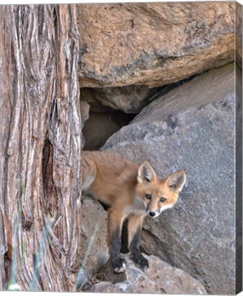 Framed Red Fox Kit Print