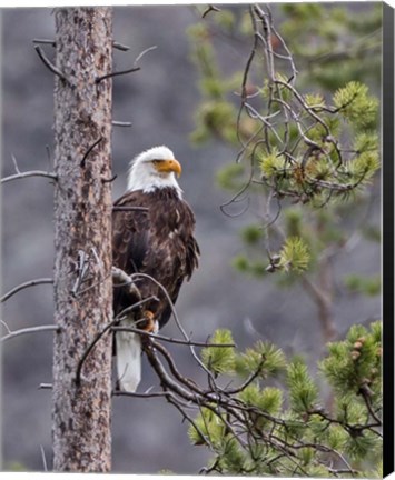 Framed Bald Eagle Print