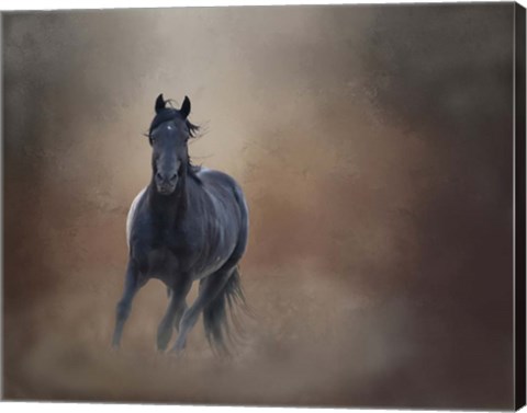 Framed Knighthawk - S Steens Wild Stallion Print