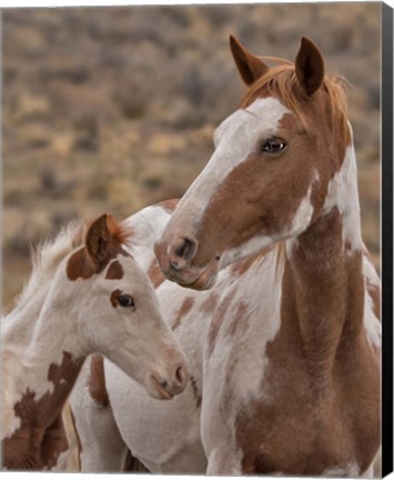 Framed Gypsy &amp; Sentinel - S Steens Wild Mustangs Print