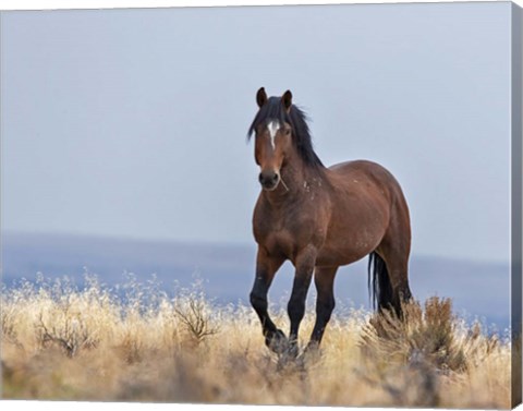 Framed Cherokee - S Steens Wild Stallion Print