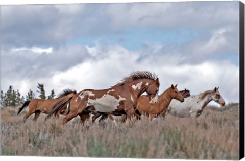 Framed South Steens Mustangs Print