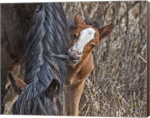 Framed Ochoco Wild Foal - Big Summit HMA Print