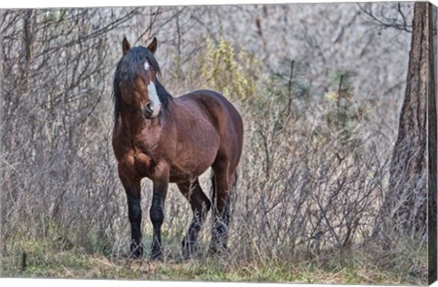 Framed Ochoco Wild Stallion - Big Summit Print