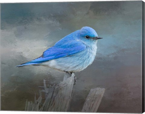 Framed Mountain Bluebird Print