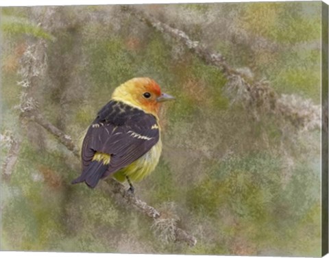 Framed Western Tanager Print