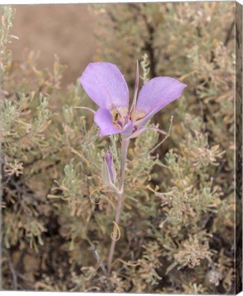 Framed Mariposa Lily Print