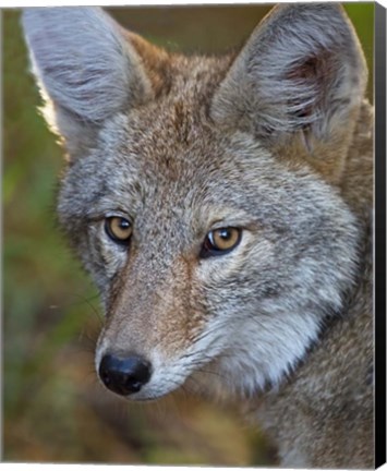 Framed Coyote Print