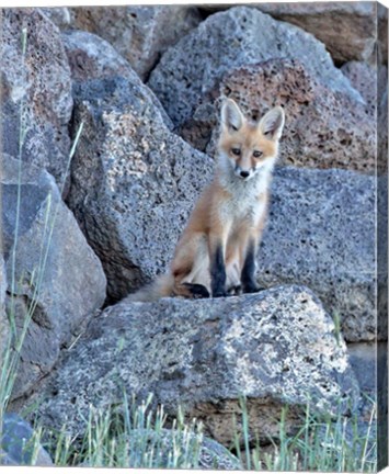 Framed Red Fox Kit II Print