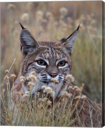 Framed Bobcat Print