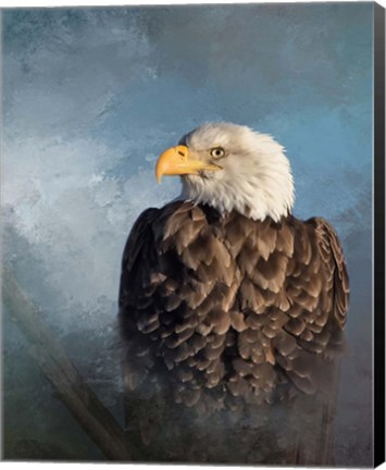 Framed Bald Eagle Print