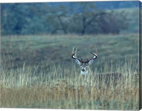 Framed Montana Whitetail Buck Print