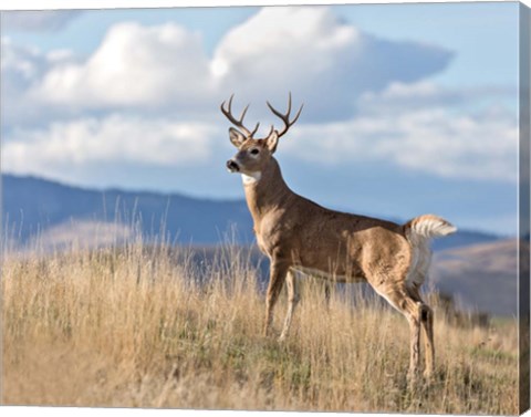 Framed Montana Whitetail Buck II Print