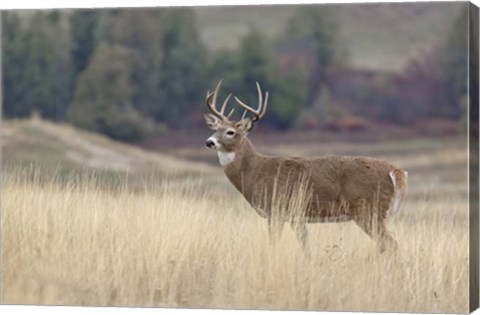 Framed Montana Whitetail Buck III Print