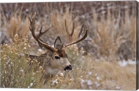 Framed Mule Deer Buck Print