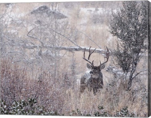 Framed Mule Deer Buck - Steens Mountain Print