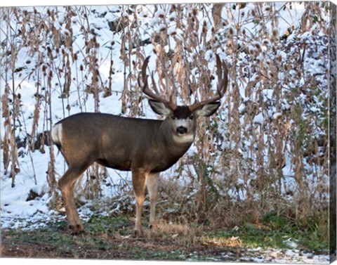 Framed Mule Deer Buck Print