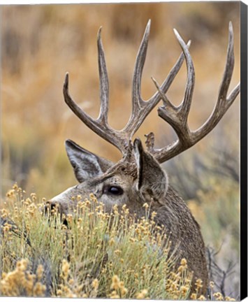 Framed Mule Deer Buck IV Print