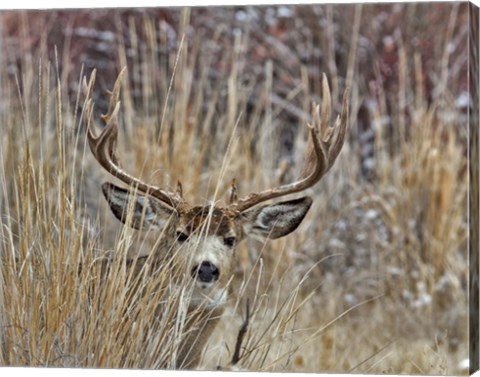 Framed Muley - Malheur II Print