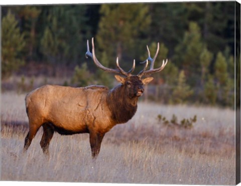 Framed Bull Elk Print