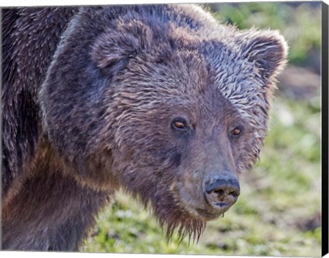 Framed Grizzly Bear Boar Print