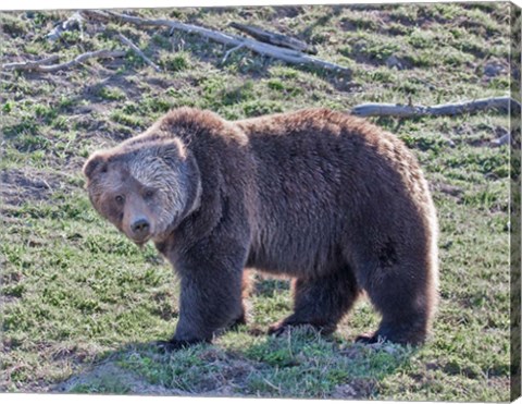 Framed Grizzly Bear Boar II Print