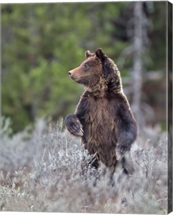 Framed Grizzly Two Year Old Print