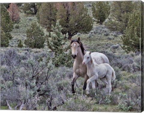 Framed Palomino Mare &amp; Colt Print