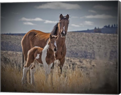 Framed Sequoyah Colt Print